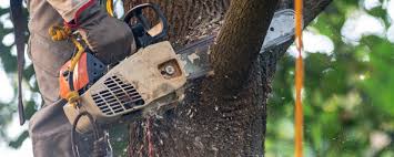 Best Tree Risk Assessment  in Stow, OH