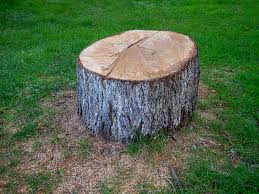 Best Arborist Consultation Services  in Stow, OH