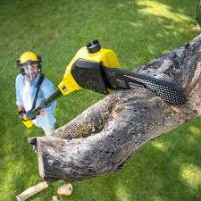 How Our Tree Care Process Works  in  Stow, OH