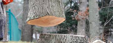 Best Tree Health Inspection  in Stow, OH