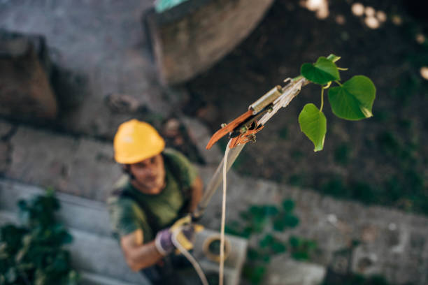 Best Tree and Shrub Care  in Stow, OH