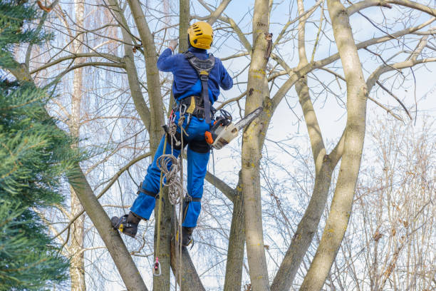 Best Firewood Processing and Delivery  in Stow, OH