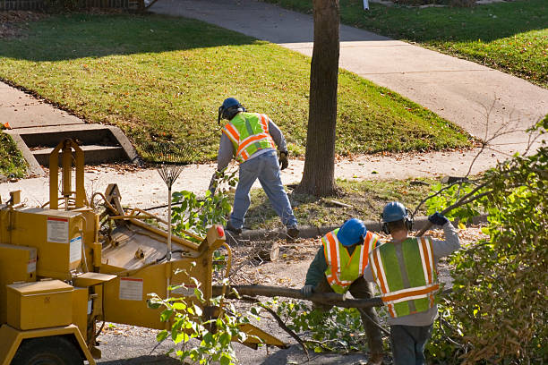 Best Palm Tree Trimming  in Stow, OH
