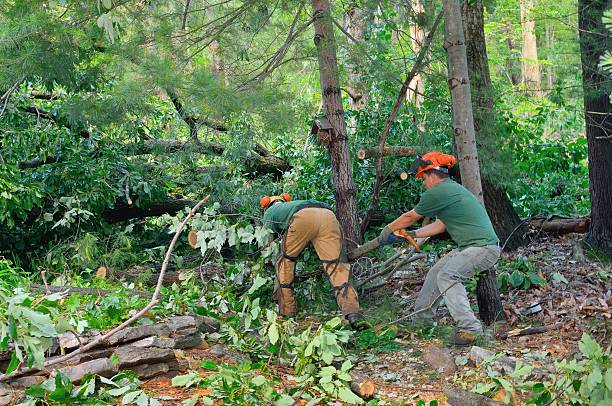 Best Commercial Tree Services  in Stow, OH