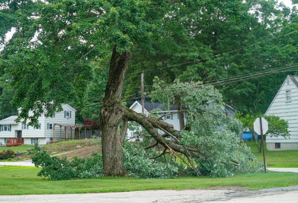Best Tree Disease Treatment  in Stow, OH