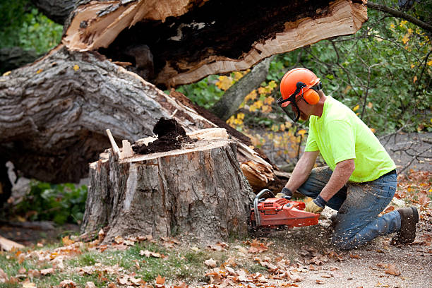 Best Emergency Tree Removal  in Stow, OH