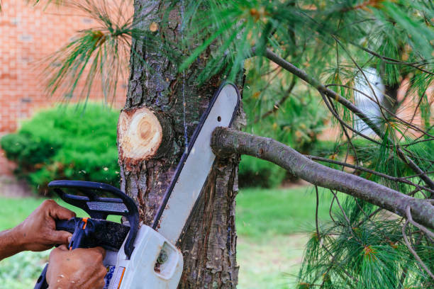 Professional Tree Services in Stow, OH
